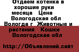 Отдаем котенка в хорошие руки 1.5 месяца › Цена ­ 1 - Вологодская обл., Вологда г. Животные и растения » Кошки   . Вологодская обл.
